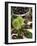 Sweet Chestnuts-Nico Tondini-Framed Photographic Print