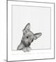 Sweet Chihuahua-Jon Bertelli-Mounted Art Print