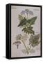 Sweet Cicily, Myrrhis Odorata, Above Baldmoney Plant; Meum Athamanticum. from 'Camerarius…-Joachim Camerarius-Framed Stretched Canvas