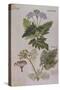Sweet Cicily, Myrrhis Odorata, Above Baldmoney Plant; Meum Athamanticum. from 'Camerarius…-Joachim Camerarius-Stretched Canvas