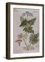 Sweet Cicily, Myrrhis Odorata, Above Baldmoney Plant; Meum Athamanticum. from 'Camerarius…-Joachim Camerarius-Framed Giclee Print