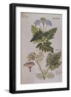 Sweet Cicily, Myrrhis Odorata, Above Baldmoney Plant; Meum Athamanticum. from 'Camerarius…-Joachim Camerarius-Framed Giclee Print