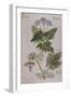 Sweet Cicily, Myrrhis Odorata, Above Baldmoney Plant; Meum Athamanticum. from 'Camerarius…-Joachim Camerarius-Framed Giclee Print