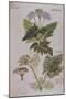 Sweet Cicily, Myrrhis Odorata, Above Baldmoney Plant; Meum Athamanticum. from 'Camerarius…-Joachim Camerarius-Mounted Giclee Print