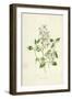 Sweet Clematis-Frederick Edward Hulme-Framed Giclee Print