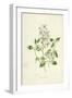 Sweet Clematis-Frederick Edward Hulme-Framed Giclee Print