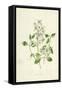 Sweet Clematis-Frederick Edward Hulme-Framed Stretched Canvas