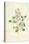 Sweet Clematis-Frederick Edward Hulme-Stretched Canvas