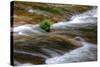Sweet Creek Detail, Oregon Coast-Vincent James-Stretched Canvas