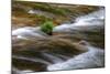 Sweet Creek Detail, Oregon Coast-Vincent James-Mounted Photographic Print