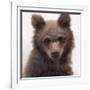 Sweet Cub-Molly Sims-Framed Giclee Print