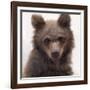 Sweet Cub-Molly Sims-Framed Giclee Print