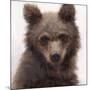 Sweet Cub-Molly Sims-Mounted Giclee Print