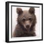 Sweet Cub-Molly Sims-Framed Giclee Print