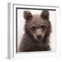 Sweet Cub-Molly Sims-Framed Giclee Print