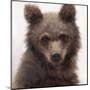 Sweet Cub-Molly Sims-Mounted Giclee Print