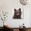 Sweet Cub-Molly Sims-Stretched Canvas displayed on a wall