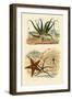 Sweet Fern, 1833-39-null-Framed Giclee Print