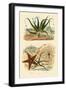 Sweet Fern, 1833-39-null-Framed Giclee Print