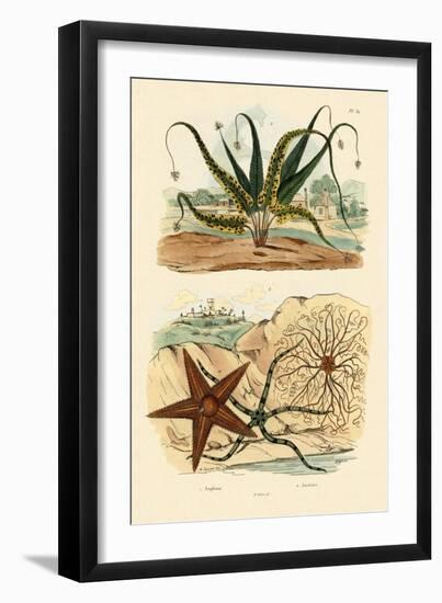 Sweet Fern, 1833-39-null-Framed Premium Giclee Print