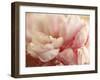 Sweet Flower I-Nicole Katano-Framed Photo