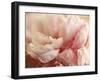 Sweet Flower I-Nicole Katano-Framed Photo