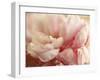 Sweet Flower I-Nicole Katano-Framed Photo