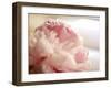 Sweet Flower II-Nicole Katano-Framed Photo