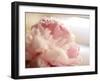 Sweet Flower II-Nicole Katano-Framed Photo