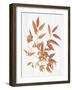 Sweet Foliage I-Dianne Miller-Framed Art Print