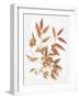 Sweet Foliage I-Dianne Miller-Framed Art Print