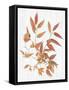 Sweet Foliage I-Dianne Miller-Framed Stretched Canvas