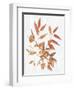 Sweet Foliage I-Dianne Miller-Framed Art Print