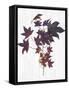 Sweet Foliage II-Dianne Miller-Framed Stretched Canvas