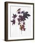 Sweet Foliage II-Dianne Miller-Framed Art Print