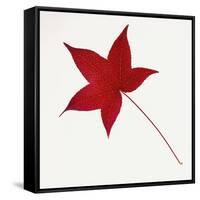 Sweet Gum Leaf-DLILLC-Framed Stretched Canvas