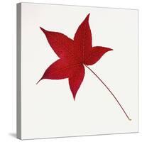 Sweet Gum Leaf-DLILLC-Stretched Canvas