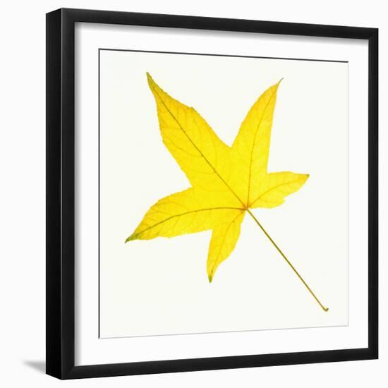 Sweet Gum Leaf-DLILLC-Framed Photographic Print