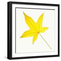 Sweet Gum Leaf-DLILLC-Framed Photographic Print