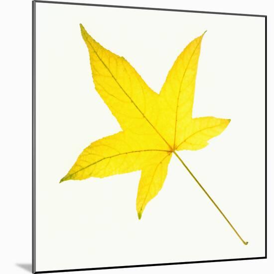 Sweet Gum Leaf-DLILLC-Mounted Photographic Print