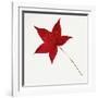 Sweet Gum Leaf-DLILLC-Framed Photographic Print