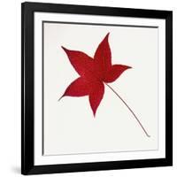 Sweet Gum Leaf-DLILLC-Framed Photographic Print