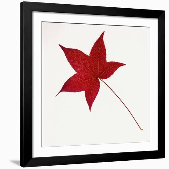 Sweet Gum Leaf-DLILLC-Framed Photographic Print