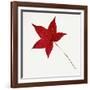 Sweet Gum Leaf-DLILLC-Framed Photographic Print