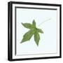 Sweet Gum Leaf-DLILLC-Framed Photographic Print