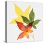 Sweet Gum Leaves-DLILLC-Stretched Canvas