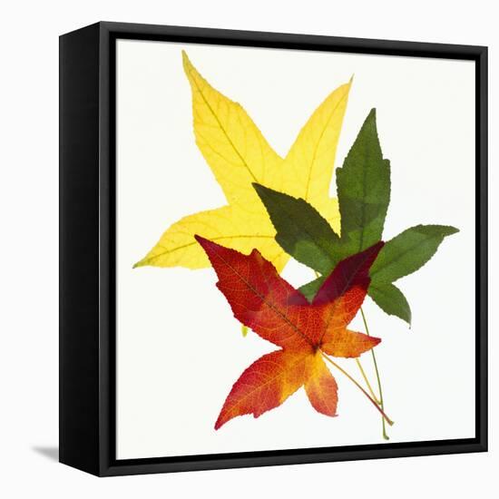 Sweet Gum Leaves-DLILLC-Framed Stretched Canvas