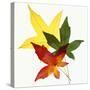 Sweet Gum Leaves-DLILLC-Stretched Canvas