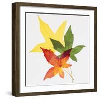 Sweet Gum Leaves-DLILLC-Framed Photographic Print