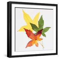 Sweet Gum Leaves-DLILLC-Framed Photographic Print